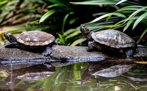 Two Turtles at Rest on a Log - Fine Art Photography Print, Limited Edition Print, Nature Photography, Wildlife Photography, Giclée Print