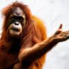 An Open Hand, A Silent Question - Fine Art Photography Print, Limited Edition Photography, Orangutan Photography,  Wildlife Photography,  Giclée Print