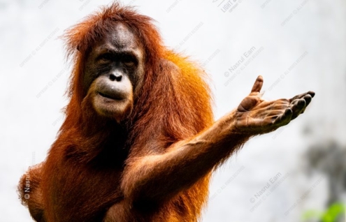 An Open Hand, A Silent Question - Fine Art Photography Print, Limited Edition Photography, Orangutan Photography,  Wildlife Photography,  Giclée Print