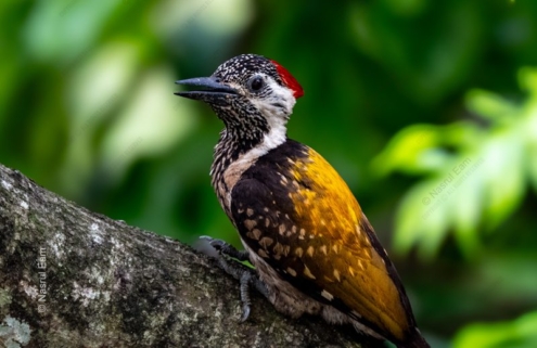 The Golden Woodpecker on a Forest Bough