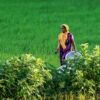 Woman with a Silver Bowl in the Green Field