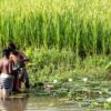 Two Boys Wading by the Rice Field