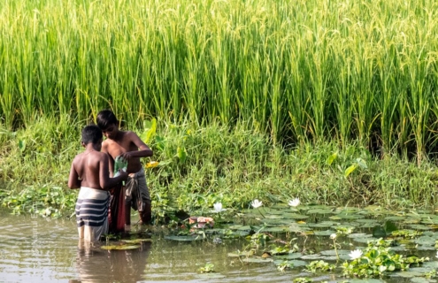 Two Boys Wading by the Rice Field
