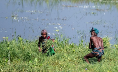 Harvesters at the Water's Edge