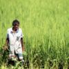 A Farmer with a Sickle in the Rice Field