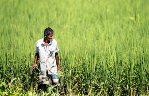 A Farmer with a Sickle in the Rice Field