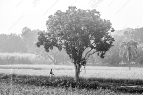 A Farmer Beside the Solitary Tree