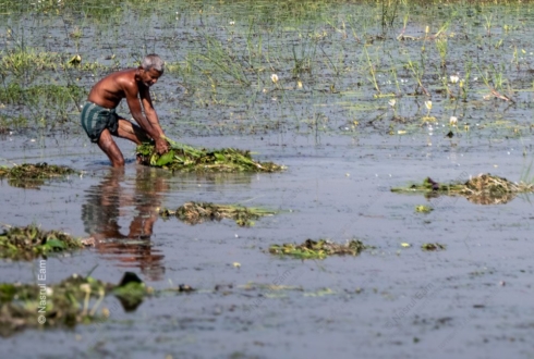 Harvester in the Water Meadow