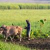 A Farmer Tilling the Land with His Oxen