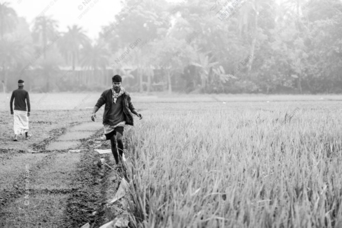Between Fields and Mist
