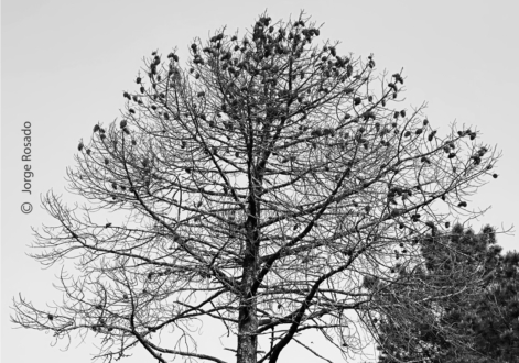 Alone among Others by Jorge Rosado - Nature Photography, Art Photography, Photojournalism, Photography Awards, Photo of the Day