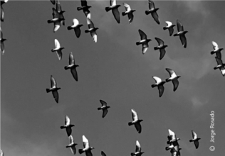 Forward as One by Jorge Rosado