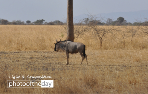 Serengeti Gnu by Ryszard Wierzbicki - Wildlife Photography, Serengeti, Gnu, Ryszard Wierzbicki, Photo of the Day