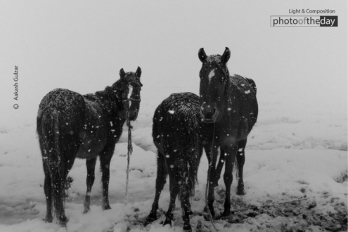 Winter's Whisper by Aakash Gulzar - Photojournalism, Art Photography, Black and White Photography, Photography Awards, Aakash Gulzar