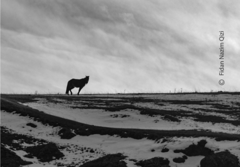 Into the Hue of Nature by Fidan Nazim Qizi - Nature Photography, Minimalist Photography, Photo of the Day, Art Photography, Photography Awards