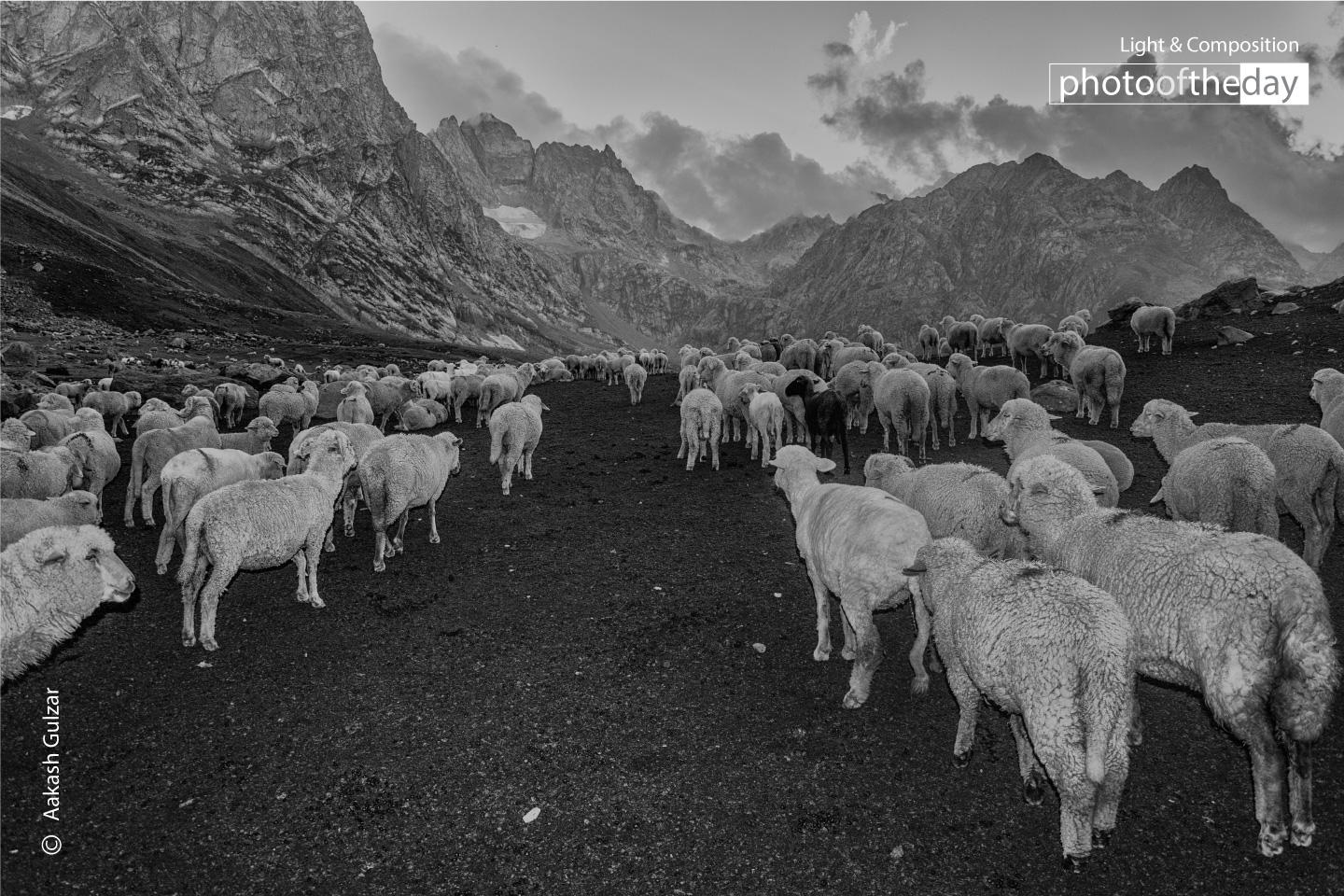 Photojournalism, Art Photography, Photo of the Day, Photography Awards, Aakash Gulzar - Majestic Flock by Aakash Gulzar Majestic Flock by Aakash Gulzar - Photojournalism, Art Photography, Photo of the Day, Photography Awards, Aakash Gulzar