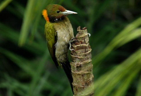 The Vibrant Tapestry by Saniar Rahman Rahul - Photo of the Day, Wildlife Photography, Nature Photography, Art Photography, Photography Awards