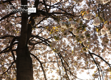 Under the Tree Full of Flowers by Natalia Slovinska - Nature Photography, Photography Awards, Photo of the Day, Art Photography, Online Photography Courses