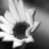 In the End by Kirsten Bruening - Photo of the Day, Art Photography, Close-Up Photography, Photography Awards, Online Photography Courses
