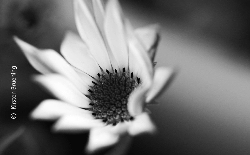 In the End by Kirsten Bruening - Photo of the Day, Art Photography, Close-Up Photography, Photography Awards, Online Photography Courses