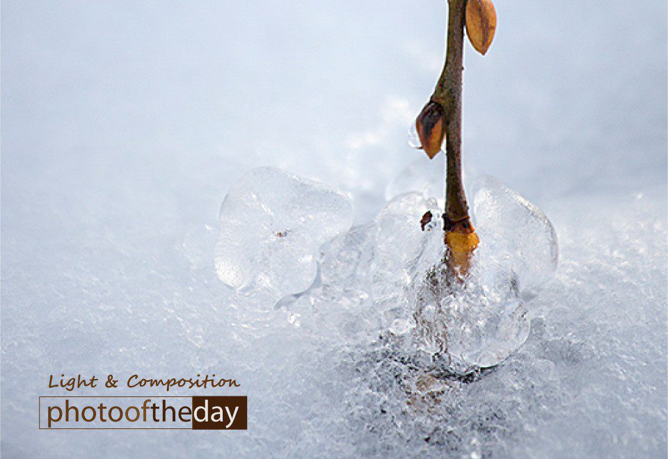 Wintertime by Silvia Bukovac Gasevic - Nature Photography, Winter Photography, Photo of the Day, Photography Awards, Art Photography