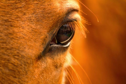 Echoes of Nature by Armin Abdehou - Photojournalism, Art Photography, Photography Awards, Photo of the Day, Light & Composition University