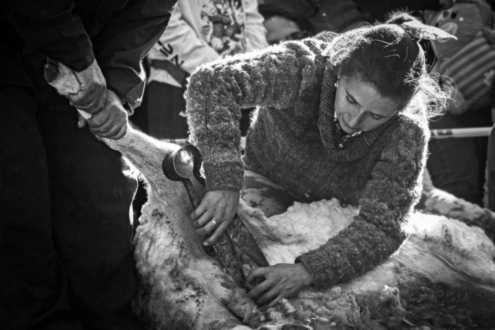 Scissor Shearing by Jose Miguel Albornoz - Photojournalism, Photography, Art Photography, Black and White Photography, Photo of the Day