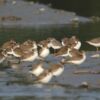 Terek Sandpipers and Mixed Waders in Sundarbans by Saniar Rahman Rahul - Wildlife Photography, Sundarbans, Terek Sandpipers, Photo of the Day, Photography Awards