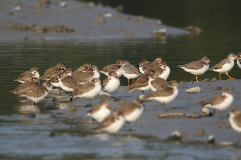 Terek Sandpipers and Mixed Waders in Sundarbans by Saniar Rahman Rahul - Wildlife Photography, Sundarbans, Terek Sandpipers, Photo of the Day, Photography Awards