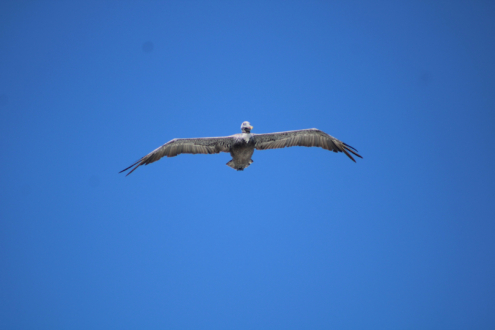 The Pelican by Kristel Sturrus - Wildlife Photography, Nature Photography, Photo of the Day, Photography Awards, Kristel Sturrus