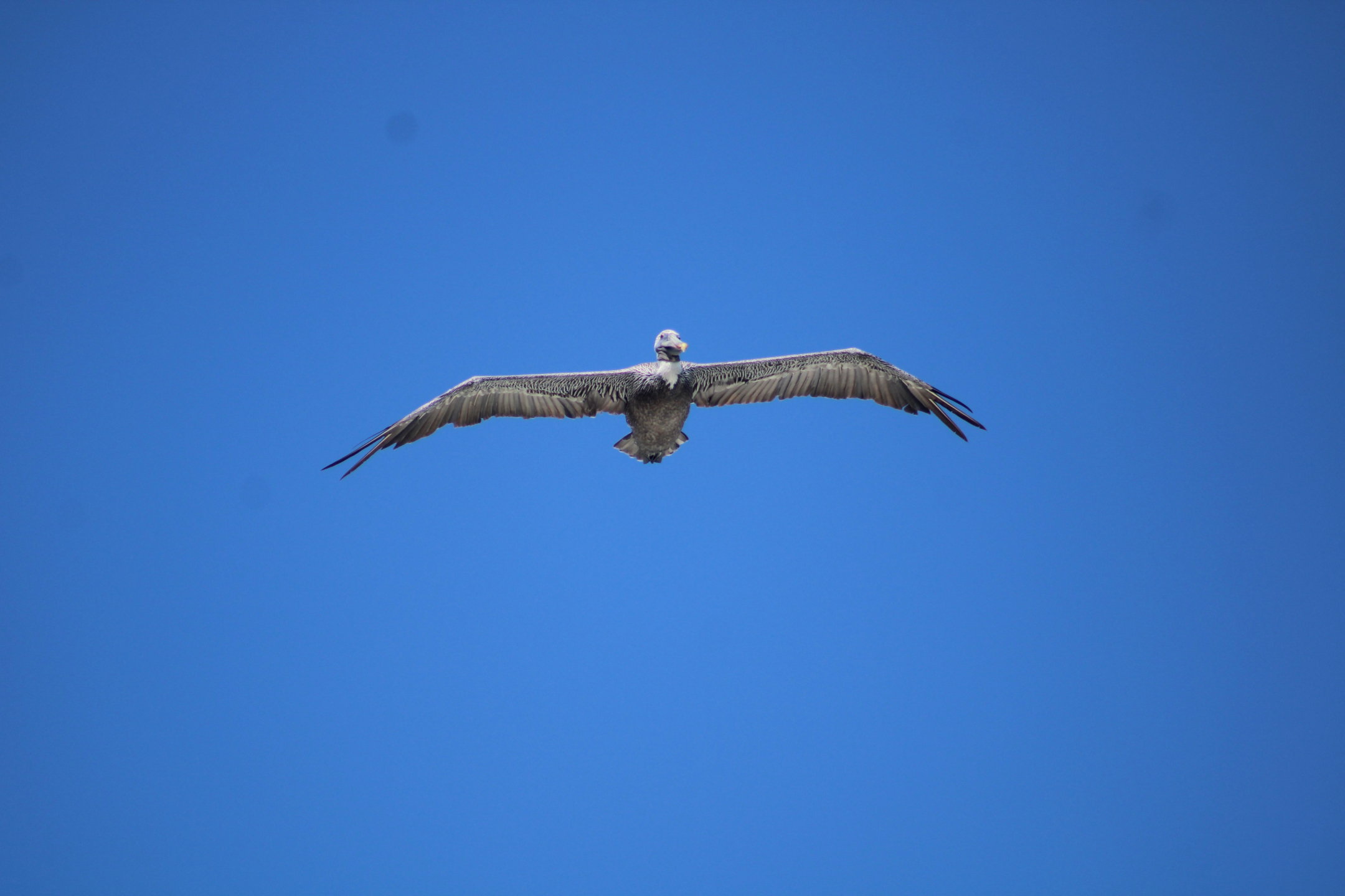 The Pelican by Kristel Sturrus - Wildlife Photography, Nature Photography, Photo of the Day, Photography Awards, Kristel Sturrus