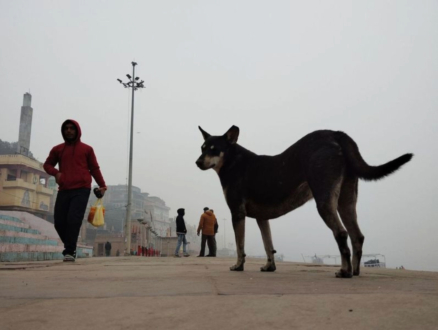 The Chasing by Aman Raj Sharma - Photojournalism, Documentary Photography, Photography Awards, Photo of the Day, Aman Raj Sharma
