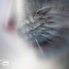 Whiskers by Silvia Bukovac Gasevic - Close-up Photography, Animal Photography, Photo of the Day, Photography Awards, Light & Composition University